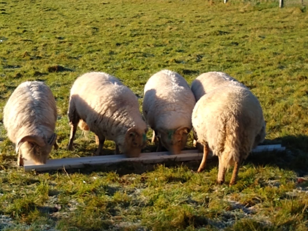 February Feeding Sheep