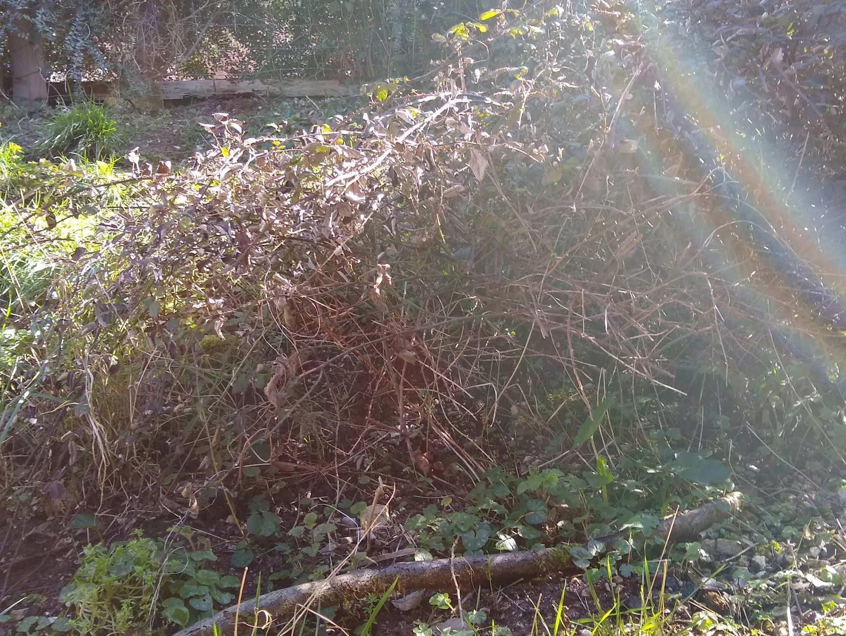 Trying to clear the bank of Brambles