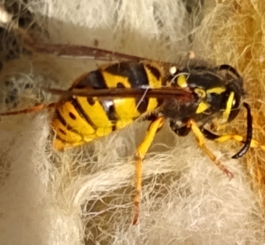 Hibernating Wasp Queen 