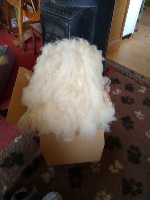 Carded Fibre