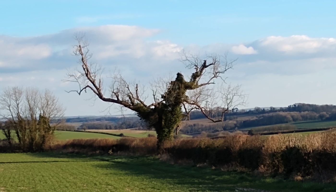 Oak Tree in March with no leaves