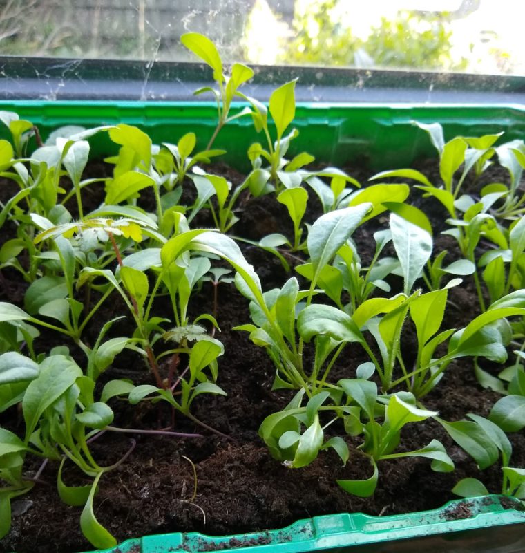 Woad Seedlings