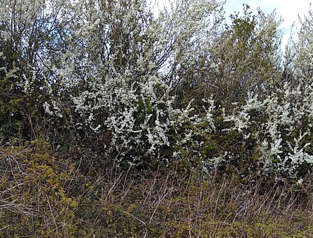 Blackthorn in flower