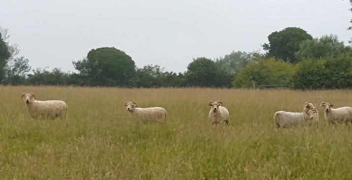 Shorn sheep in the flower meadow