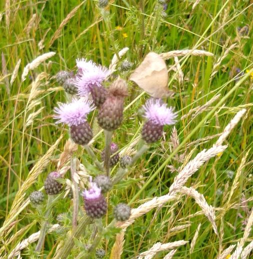 wild flower meadow feeding the butterflies